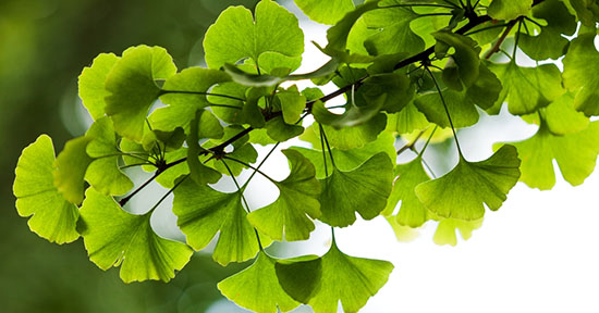 ginko_biloba