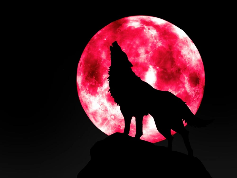 luna-di-sangue-lupo